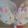 ハピこ's profile picture