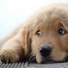 AB profil fotoğrafı