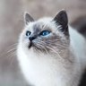 Batghu's profile picture