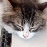 Profilbild von hunt