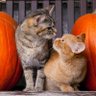 Profilbild von Colin McLeod