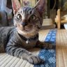 キジねこさん 的头像