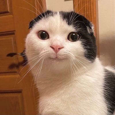 mormormorru's profile picture