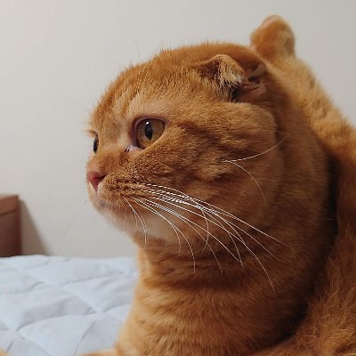 junkiyoshi's profile picture