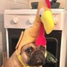 Фото профиля イヌ🐶US stock&crypto