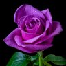 Khanh Du's profile picture