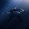 ShArK™ profil fotoğrafı