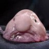 Фото профиля BlobBlob Blob