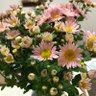 Фото профиля 歯ぎしりダンサー