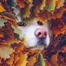 Pen's profile picture
