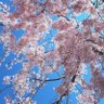 Фото профиля 쿄코