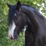 Birgitta Ehlert's profile picture