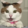 FCN 的头像