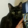 Profilbild von BLACK KITTY 🐈⬛️