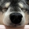 たぬ吉's profile picture