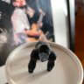 Sachi🦍 的头像
