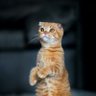 Jie Wen's profile picture