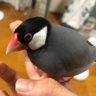 テンプル profil fotoğrafı