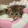 Profilbild von 猫のノチェロ