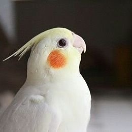 Endo_510's profile picture