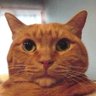 Profilbild von YUTAKA SHIGENO