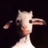 Profilbild von rat