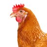 Banjo Pickin’ Chicken's profile picture