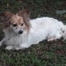 Kipepeo🦋🐾🐕 profil fotoğrafı