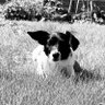 Profilbild von Dylans Dad
