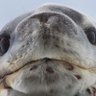 海豹booo隊 profil fotoğrafı