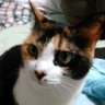 TOMyum's profile picture