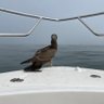 the bird 🦉's profile picture