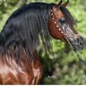 Фото профиля ابوجورى