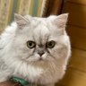 Profilbild von CHIHIROぼっち上級者