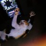 rohan's profile picture