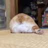 愛犬は麦ちゃん profil fotoğrafı