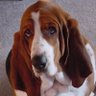Фото профиля Hounddog