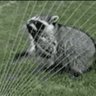 Trashpanda profil fotoğrafı
