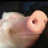 Profilbild von Gippo