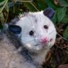 Profilbild von An Opossum On The Internet
