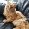 Profilbild von MrCatsFather