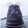 VoluntaryVibes's profile picture