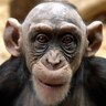 Profilbild von anthropophag