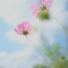 chisa*'s profile picture