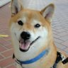 柴犬の花梨's profile picture