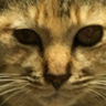 まるだいす profil fotoğrafı