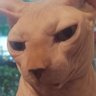 Gato Grilado em Situação de Caixa 的头像
