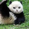 Panda XXL🐼's profile picture
