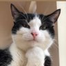 Фото профиля 考える猫