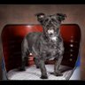 Profilbild von John Daniels Max(RIP) loved Mini, Coco loves Mini